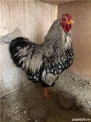 Cocosi Wiandotte - imagine 3 Cocosi Wiandotte - imagine 3