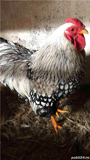 Cocosi Wiandotte - imagine 5 Cocosi Wiandotte - imagine 5