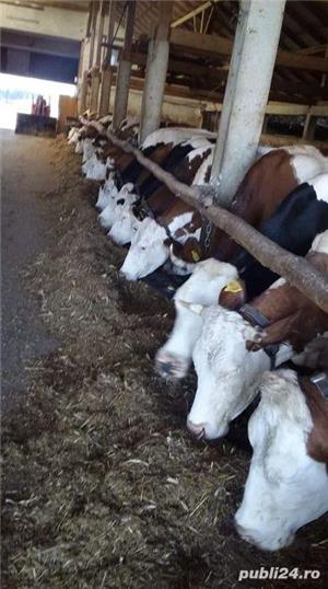 Caut îngrijitor animale - imagine 2