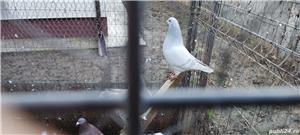 porumbei voiajori - imagine 3