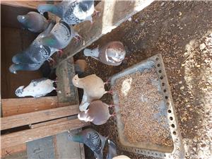 Porumbei de vânzare  - imagine 7