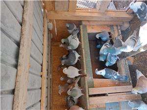 Porumbei de vânzare  - imagine 3