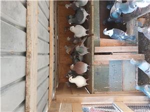 Porumbei de vânzare  - imagine 2