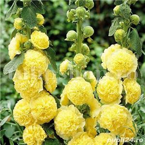 Set 5 tipuri / culori semințe nalbă de grădină cu floare bătută - imagine 4