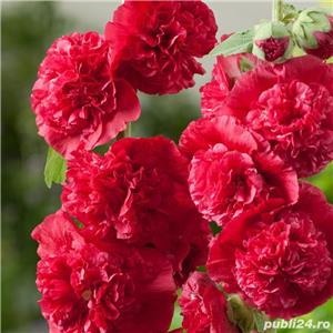 Set 5 tipuri / culori semințe nalbă de grădină cu floare bătută - imagine 5