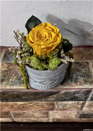 Trandafir criogenat !