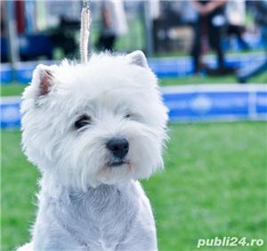 Pui westie cu pedigree