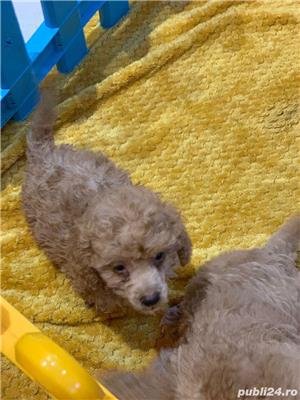 poodel (pudel)caniche - imagine 3