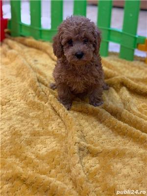 poodel (pudel)caniche - imagine 4