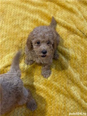 poodel (pudel)caniche - imagine 5