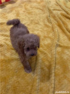 poodel (pudel)caniche - imagine 2