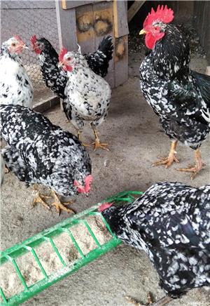 cocosi de 4,5 luni Pita Pinta Asturiana - imagine 5 cocosi de 4,5 luni Pita Pinta Asturiana - imagine 5