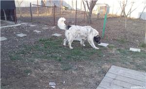 donez  ciobanesc mioritic carpatin bucovina - imagine 5