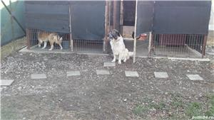 donez  ciobanesc mioritic carpatin bucovina - imagine 6