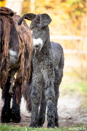 lapte de măgărița