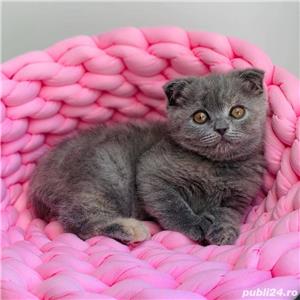 Pisici Scottish Fold, urechi pliate, par scurt, usor de intretinut - imagine 1