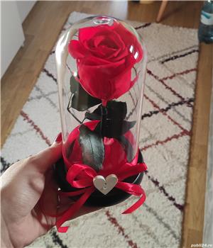 Trandafir criogenat ! 