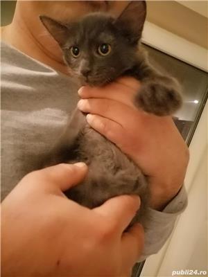 Pisicuțe Albastru de Rusia  - imagine 2 Pisicuțe Albastru de Rusia  - imagine 2