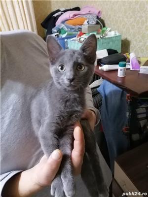 Pisicuțe Albastru de Rusia  - imagine 4 Pisicuțe Albastru de Rusia  - imagine 4