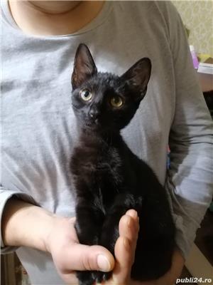 Pisicuțe Albastru de Rusia  - imagine 3 Pisicuțe Albastru de Rusia  - imagine 3