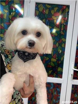 salon de frizerie canina si felina