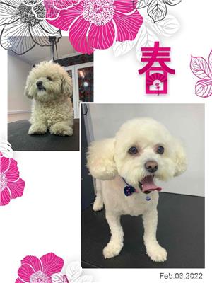 salon de frizerie canina si felina - imagine 2