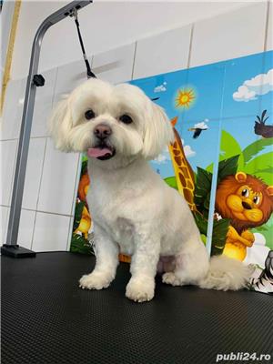 salon de frizerie canina si felina - imagine 5