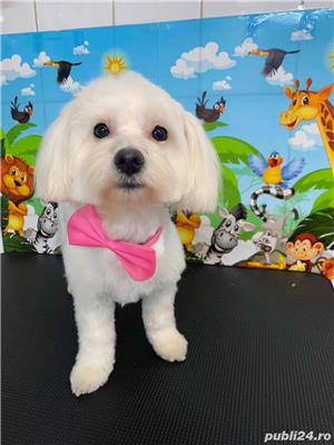 salon de frizerie canina si felina - imagine 3