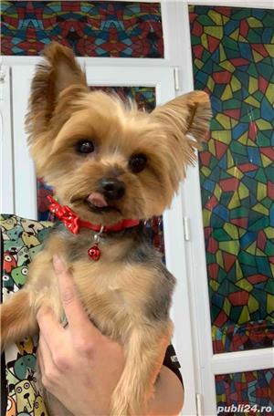 salon de frizerie canina si felina - imagine 6