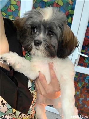 salon de frizerie canina si felina - imagine 8