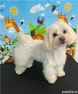 salon de frizerie canina si felina - imagine 4