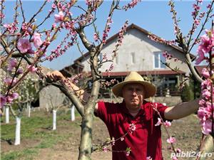 Taieri pomi fructiferi