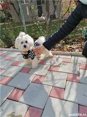  Montă Bichon Maltez Mini Toy