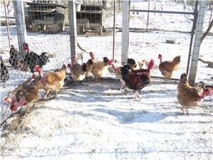 Oua pentru incubat Gat Golas deTransilvania - imagine 5 Oua pentru incubat Gat Golas deTransilvania - imagine 5