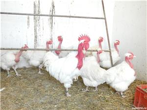 Oua pentru incubat Gat Golas deTransilvania - imagine 3 Oua pentru incubat Gat Golas deTransilvania - imagine 3