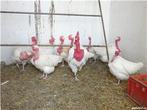 Oua pentru incubat Gat Golas deTransilvania - imagine 4 Oua pentru incubat Gat Golas deTransilvania - imagine 4