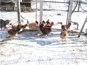 Oua pentru incubat Gat Golas deTransilvania - imagine 7 Oua pentru incubat Gat Golas deTransilvania - imagine 7