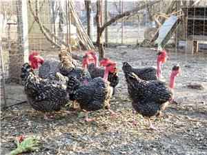 Oua pentru incubat Gat Golas deTransilvania - imagine 8 Oua pentru incubat Gat Golas deTransilvania - imagine 8