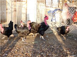 Oua pentru incubat Gat Golas deTransilvania - imagine 9 Oua pentru incubat Gat Golas deTransilvania - imagine 9