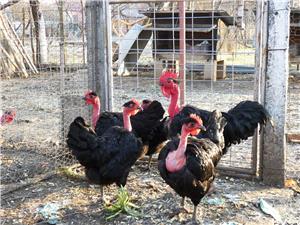 Oua pentru incubat Gat Golas deTransilvania - imagine 10 Oua pentru incubat Gat Golas deTransilvania - imagine 10