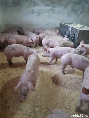 vand porci - imagine 2 vand porci - imagine 2