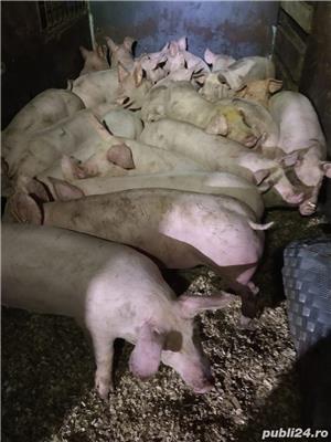 vand porci - imagine 3 vand porci - imagine 3