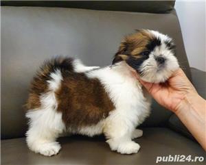 Shih-Tzu din parinti Expozanti   Campioni - Canisa Autorizata