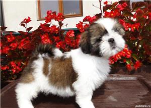 Shih-Tzu talie Toy, canisa autorizata, garantie veterinara - imagine 1