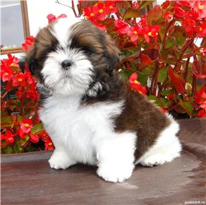 Shih-Tzu talie Toy, canisa autorizata, garantie veterinara - imagine 3