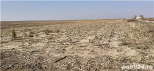 Teren extravilan Frumușani - imagine 5