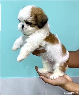 Shih-Tzu talie Toy,  genetic pur, ideali pentru apartament  - imagine 1