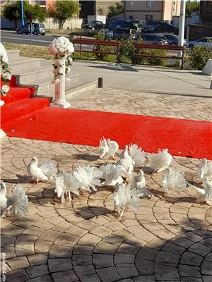 Porumbei pentru evenimente - imagine 5