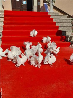 Porumbei pentru evenimente - imagine 6