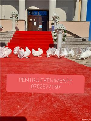 Porumbei pentru evenimente - imagine 7